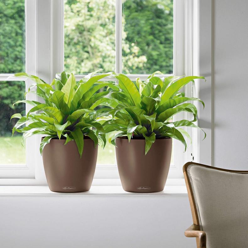 le_classico-color35_product_addi_03